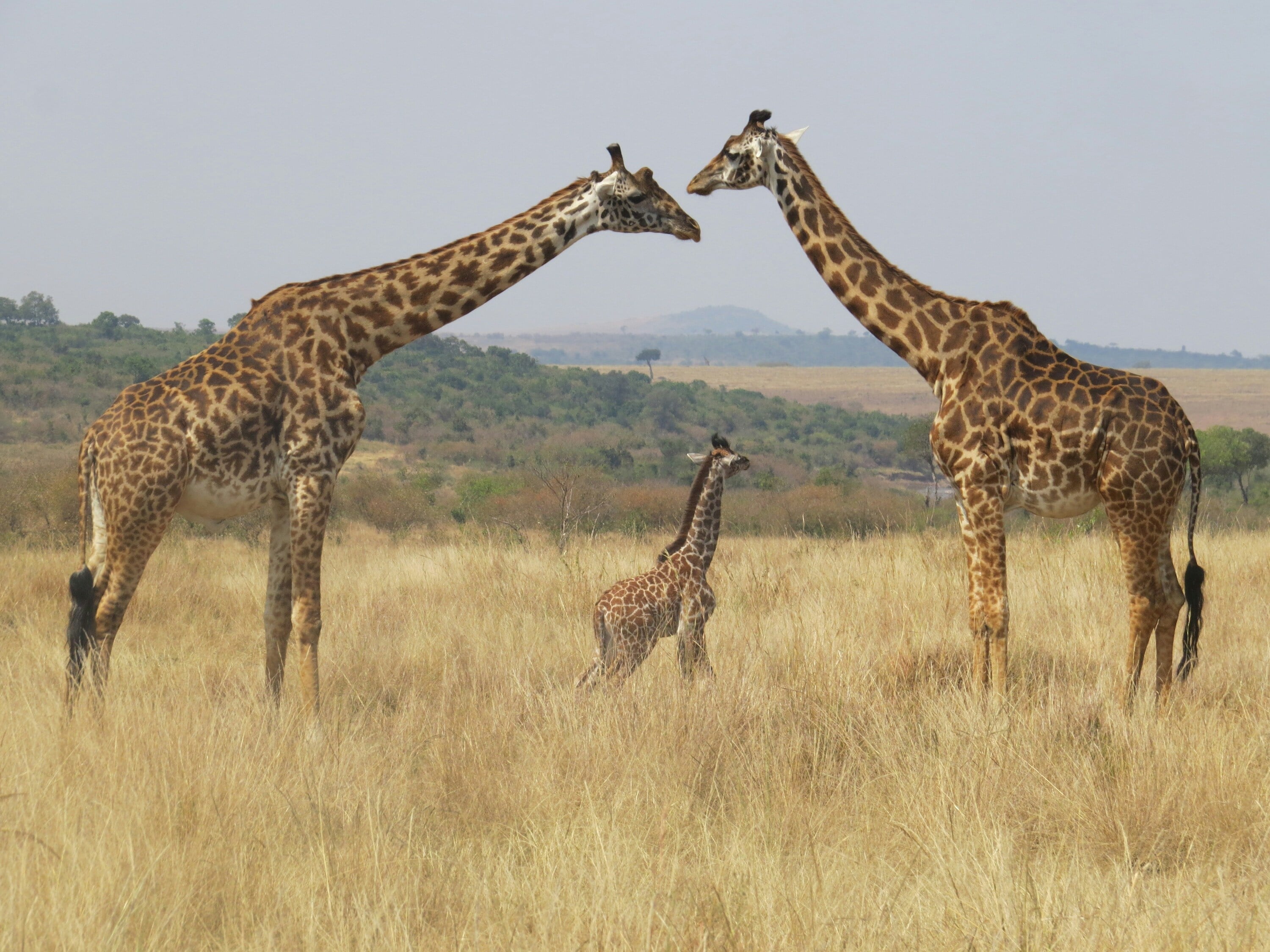 Kenya